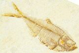 Detailed Fossil Fish (Diplomystus) - Wyoming #379423-1